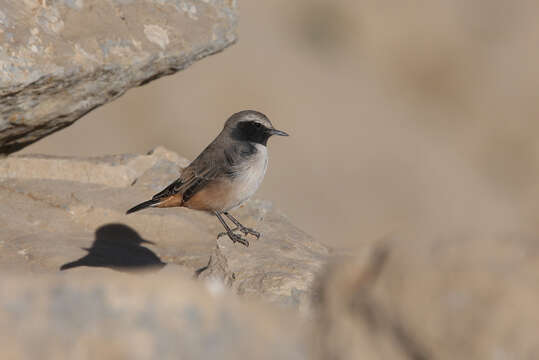 Image of Kurdish Wheatear