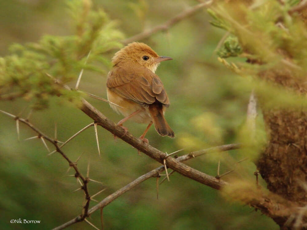 Image of Foxy Cisticola