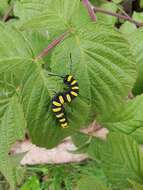 Acronicta alni Linnaeus 1767 resmi