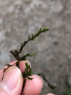 Image of fountain lattice moss