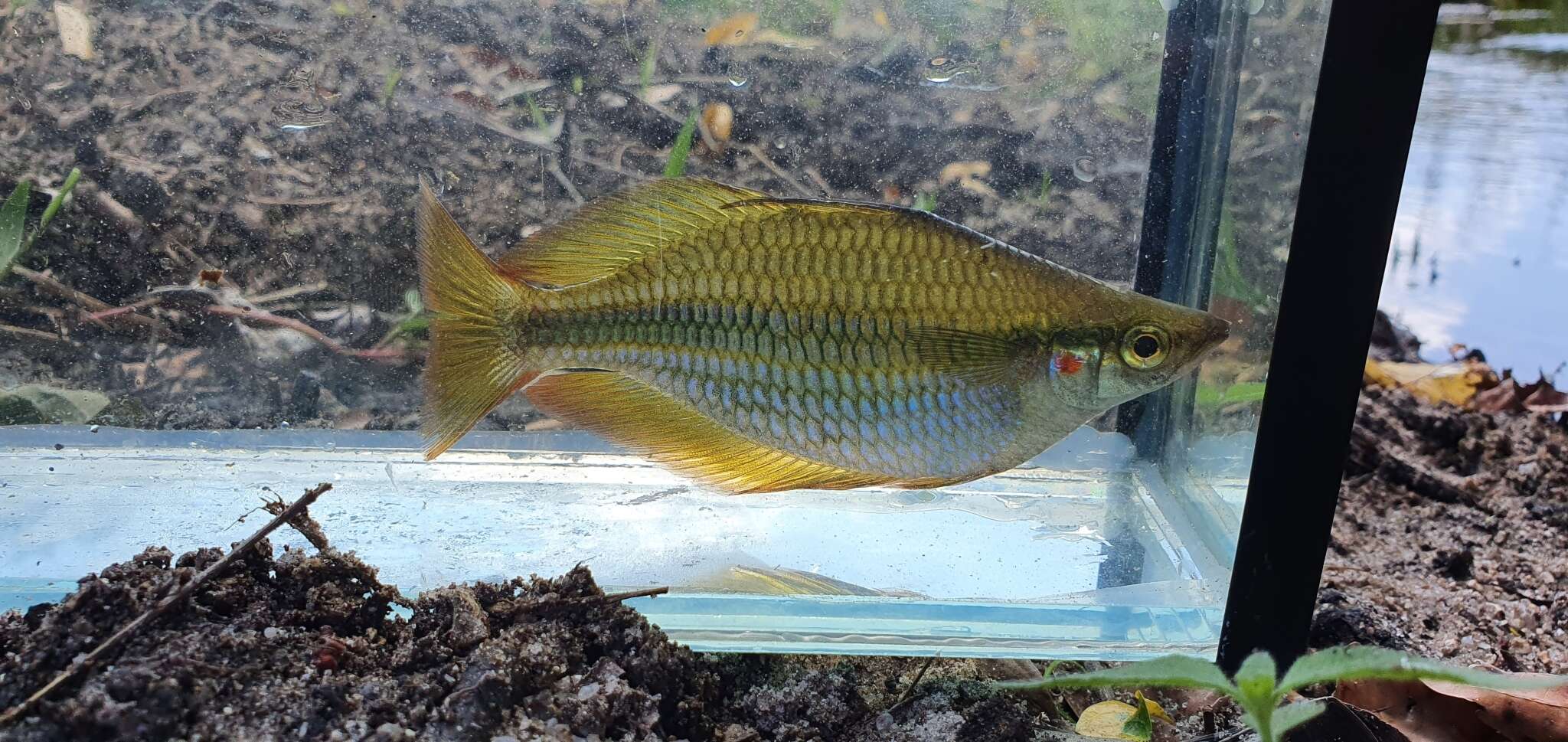 Image of Banded rainbowfish