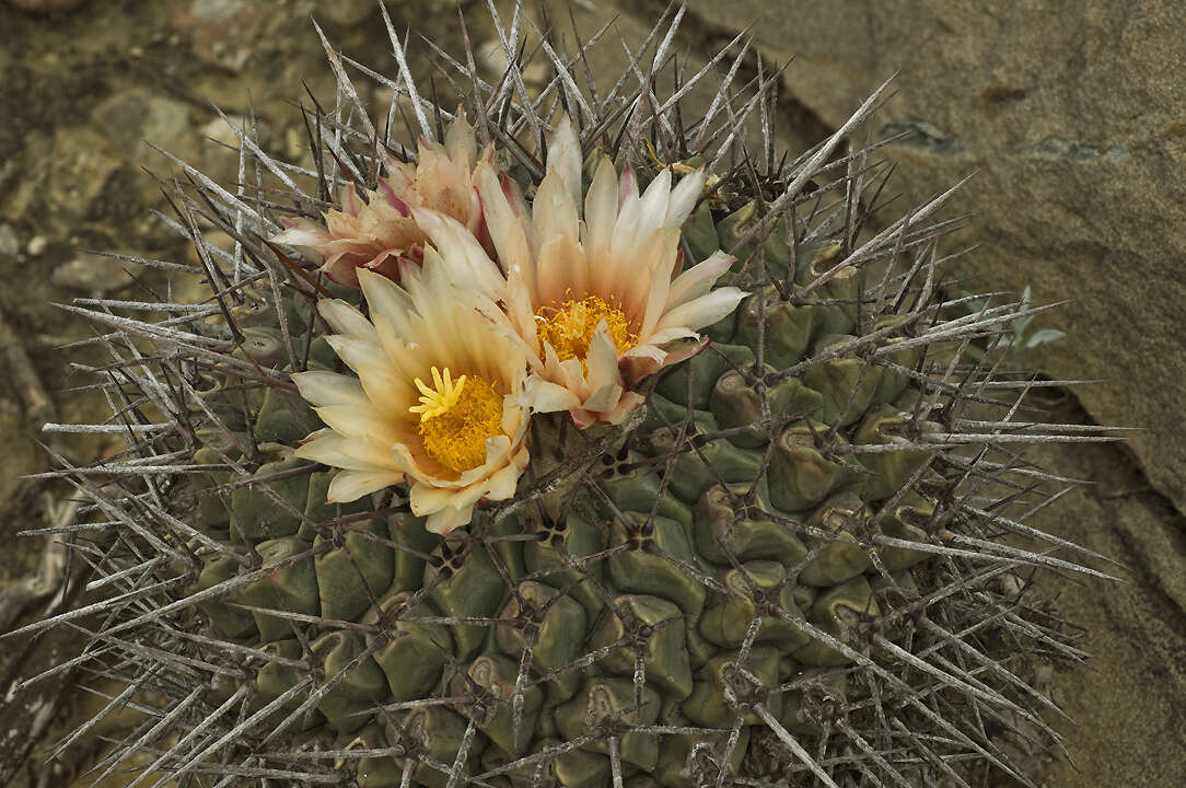 Image of Thelocactus rinconensis subsp. rinconensis