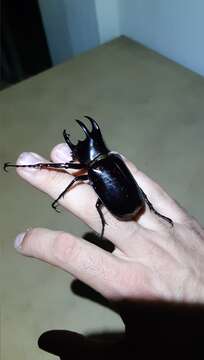 Image of Rhinoceros beetle