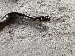 Image of Bangweulu Water Snake