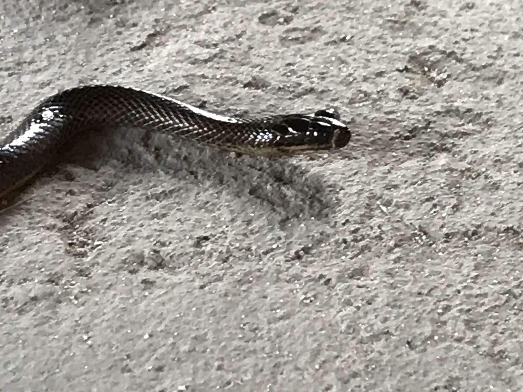 Image of Bangweulu Water Snake