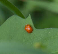 Imagem de Charidotella (Charidotella) sexpunctata (Fabricius 1781)