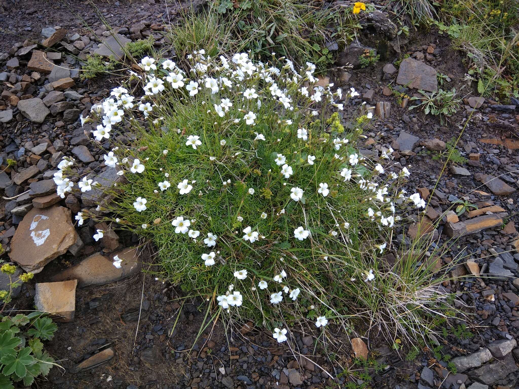 Слика од Pseudocherleria charadzeae (Lazkov) Dillenb. & Kadereit