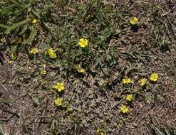 Слика од Potentilla wheeleri S. Wats.