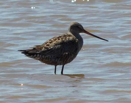 Imagem de Limosa haemastica (Linnaeus 1758)