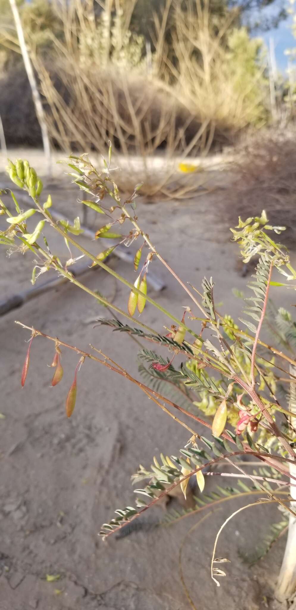 Image of Santa Barbara milkvetch