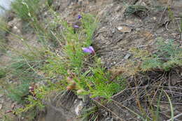 Image of Dracocephalum peregrinum L.