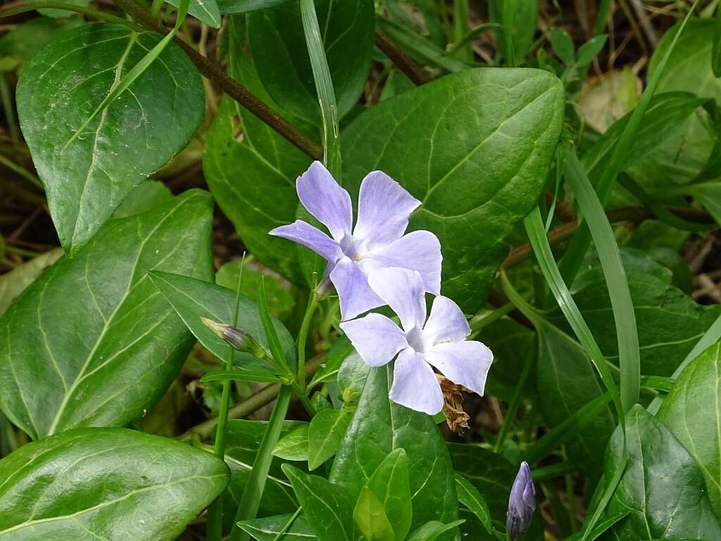 Image of Vinca difformis subsp. difformis