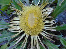 Image of Carlina acanthifolia subsp. utzka (Hacq.) H. Meusel & A. Kästner