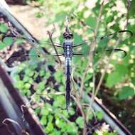 Image of Bar-winged Skimmer