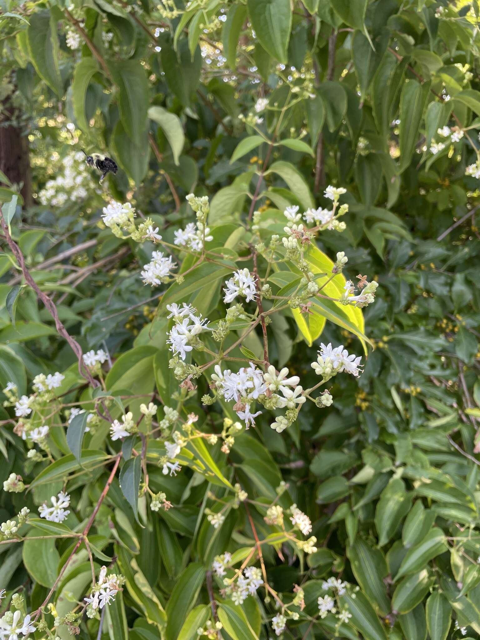 Image de Heptacodium