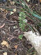 Image of Fishbone water-fern