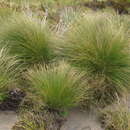 Image of Chionochloa acicularis Zotov