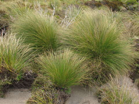 Image of Chionochloa acicularis Zotov