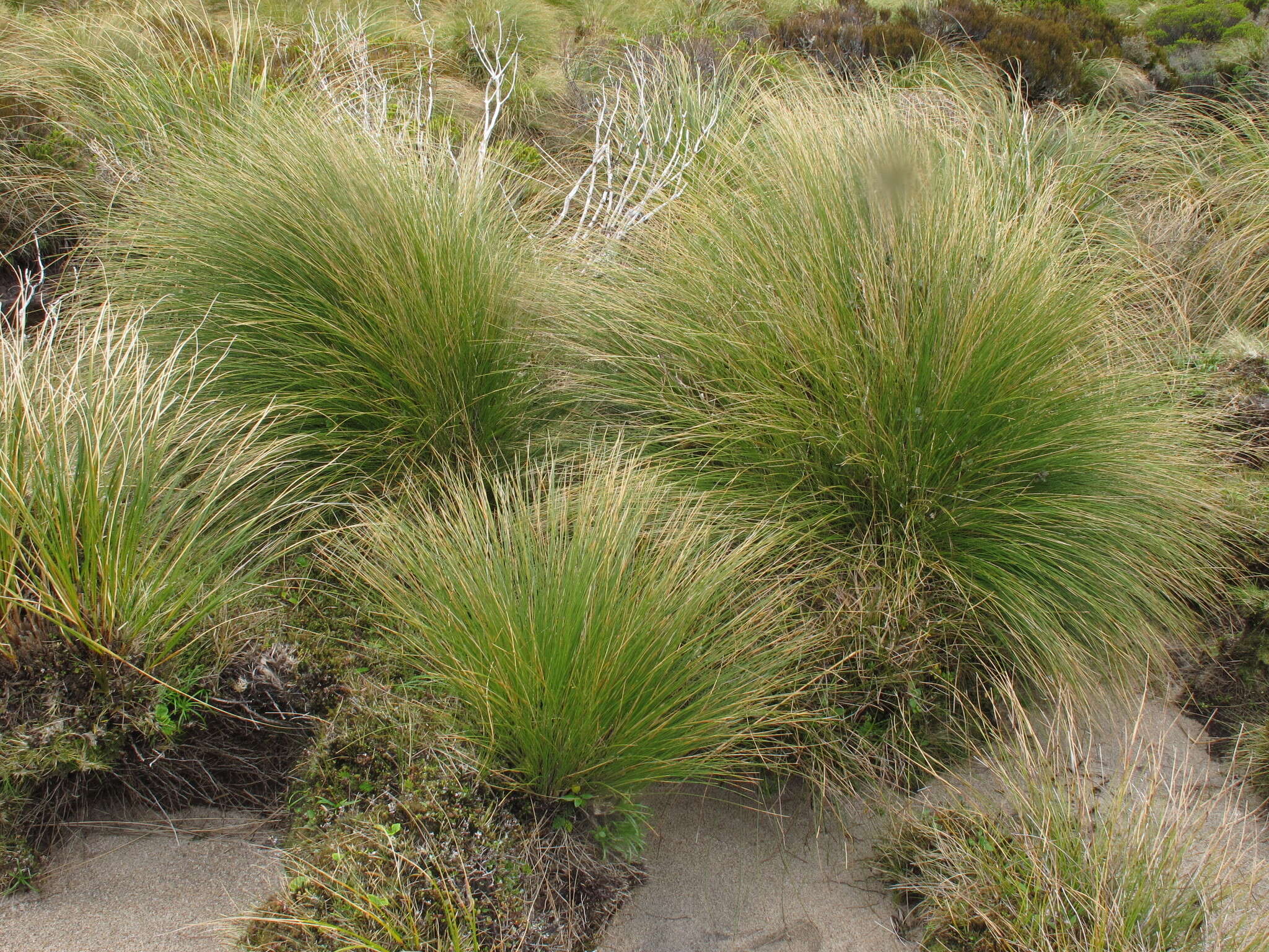 Chionochloa acicularis Zotov resmi