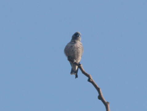 Image of Ashy Wood Swallow