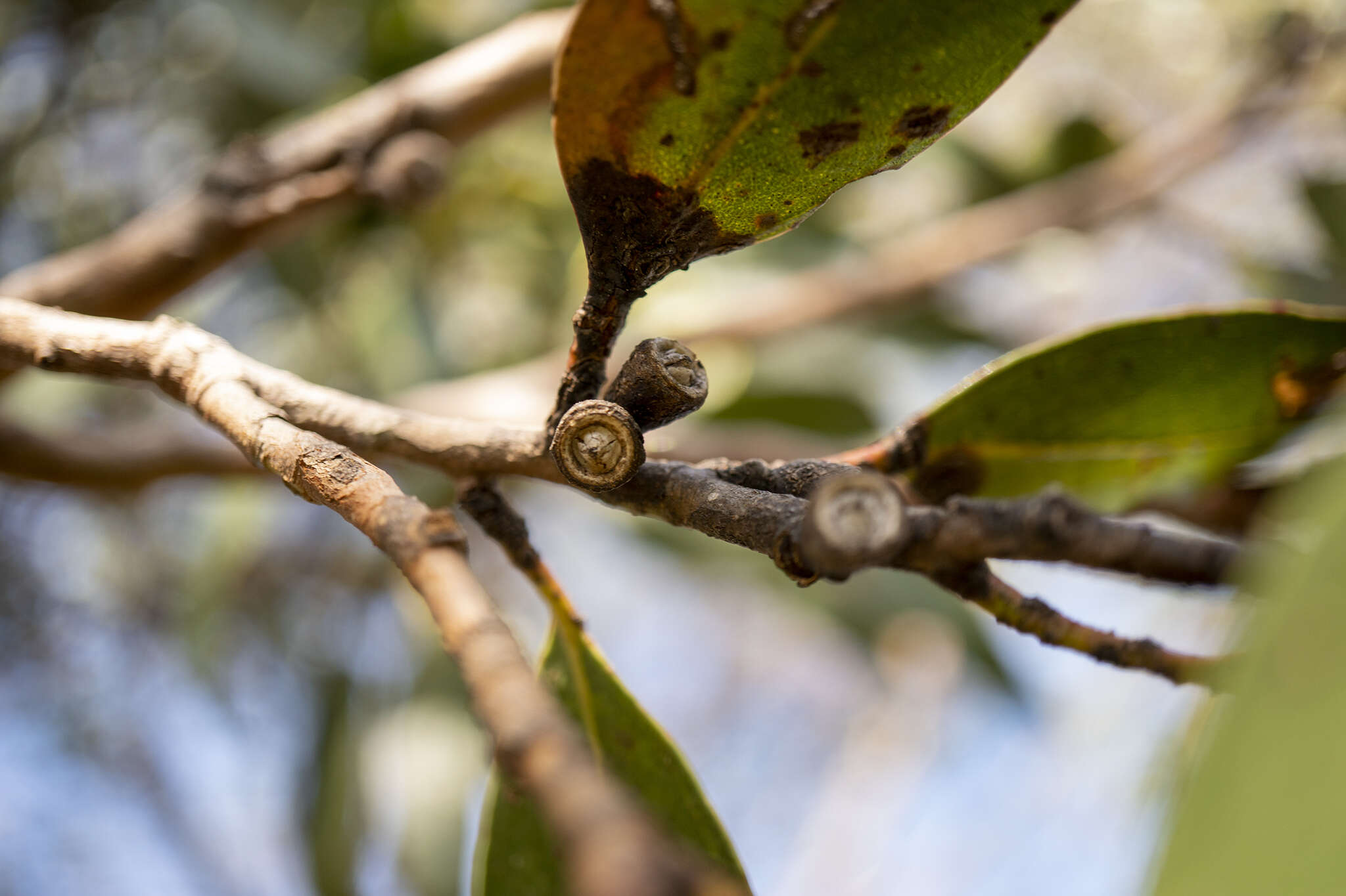 Image of Eucalyptus subcrenulata Maiden & Blakely