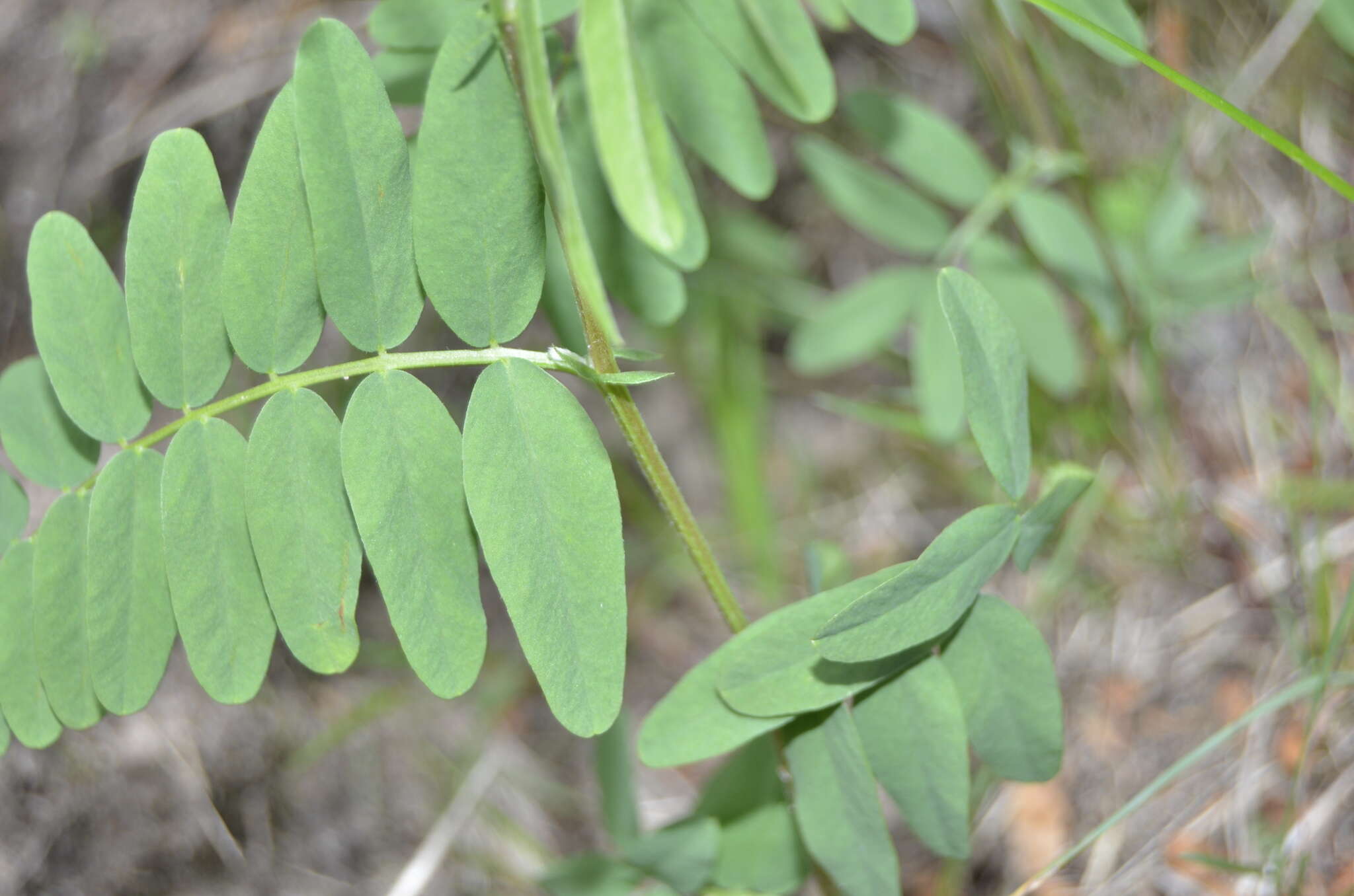 Plancia ëd Vicia cassubica L.