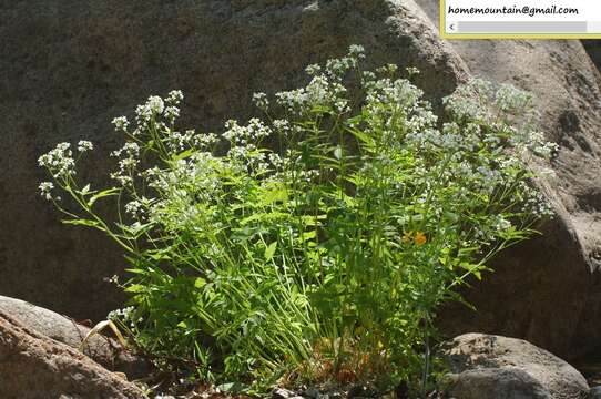 Image of Cardamine leucantha (Tausch) O. E. Schulz