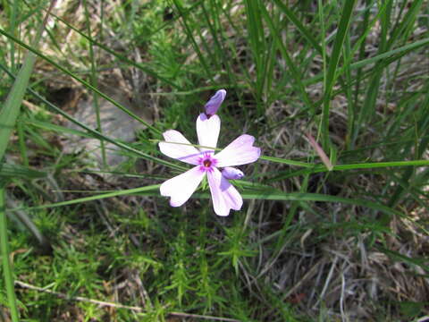 Image of moss phlox