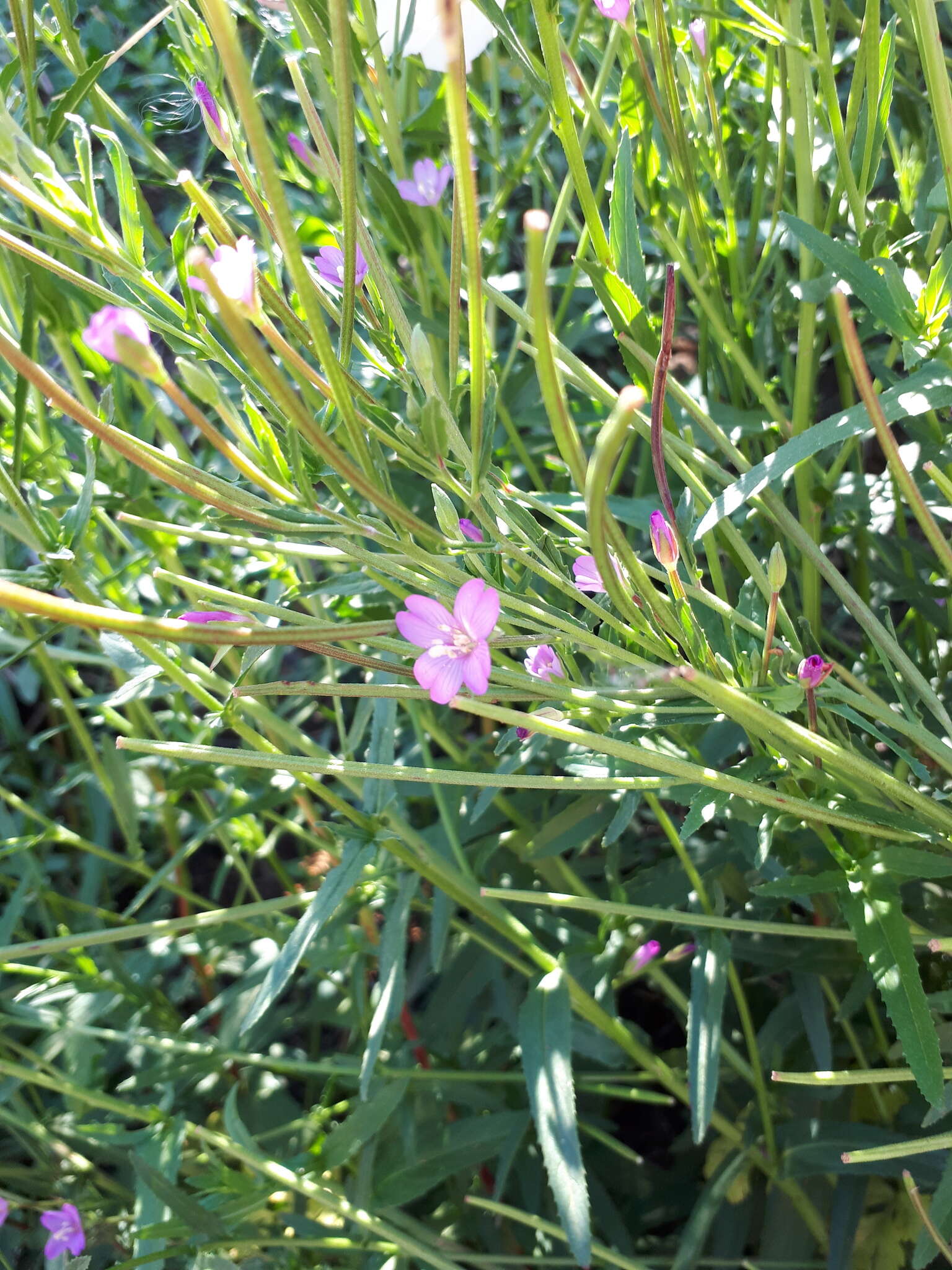 Imagem de Epilobium tetragonum L.