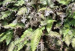 Austroblechnum durum (T. Moore) Gasper & V. A. O. Dittrich的圖片