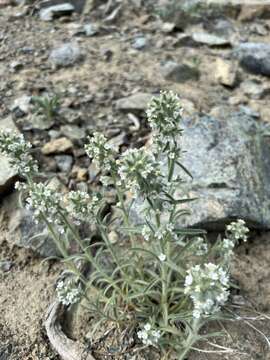 Image de Oreocarya thompsonii (I. M. Johnst.) Abrams