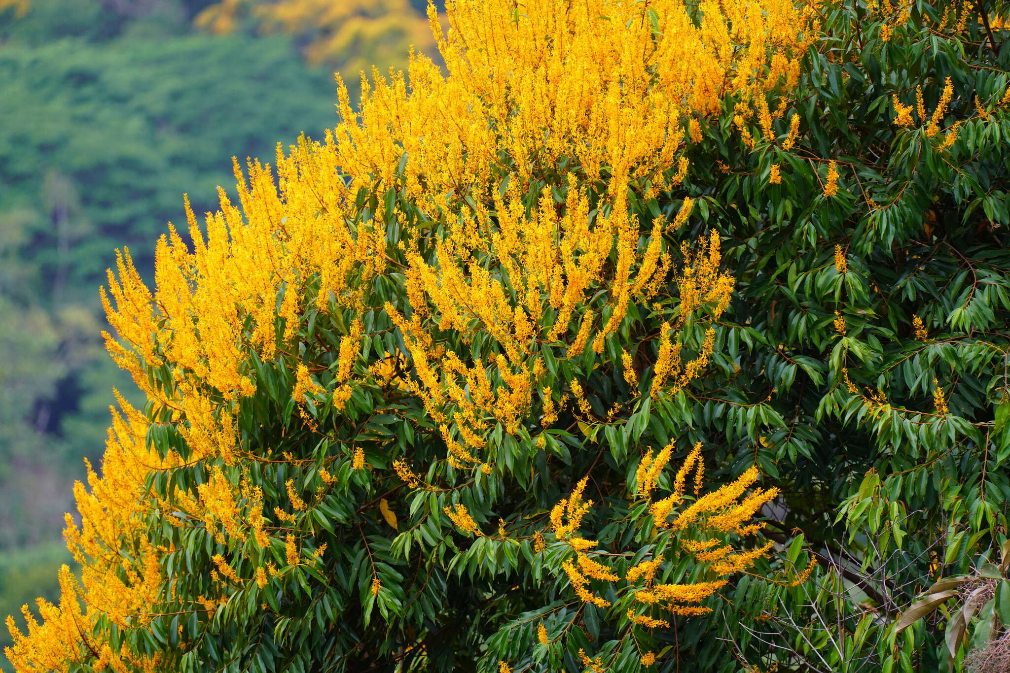 Image of Vochysia ferruginea C. Martius