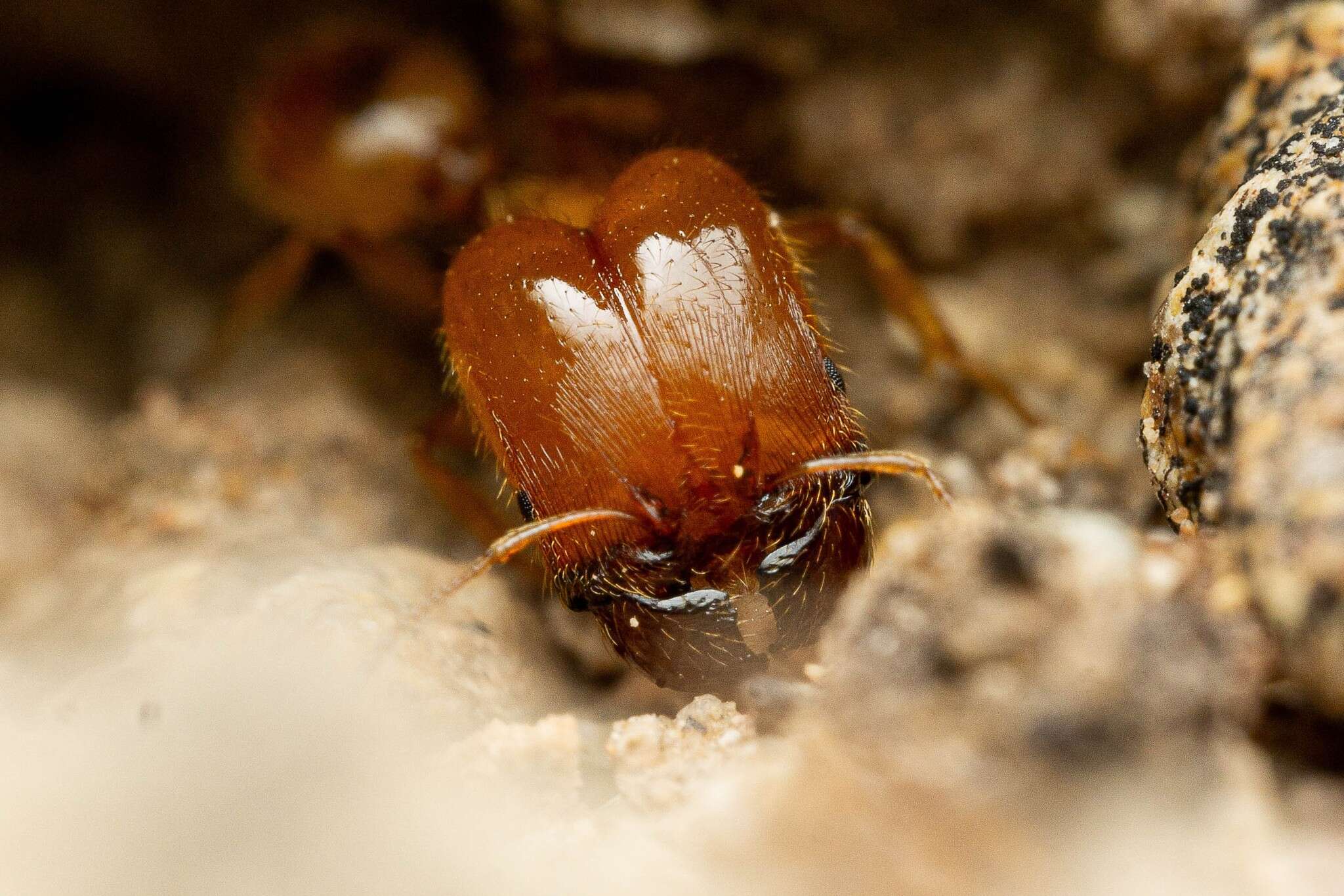 Image of Pheidole spadonia Wheeler 1915