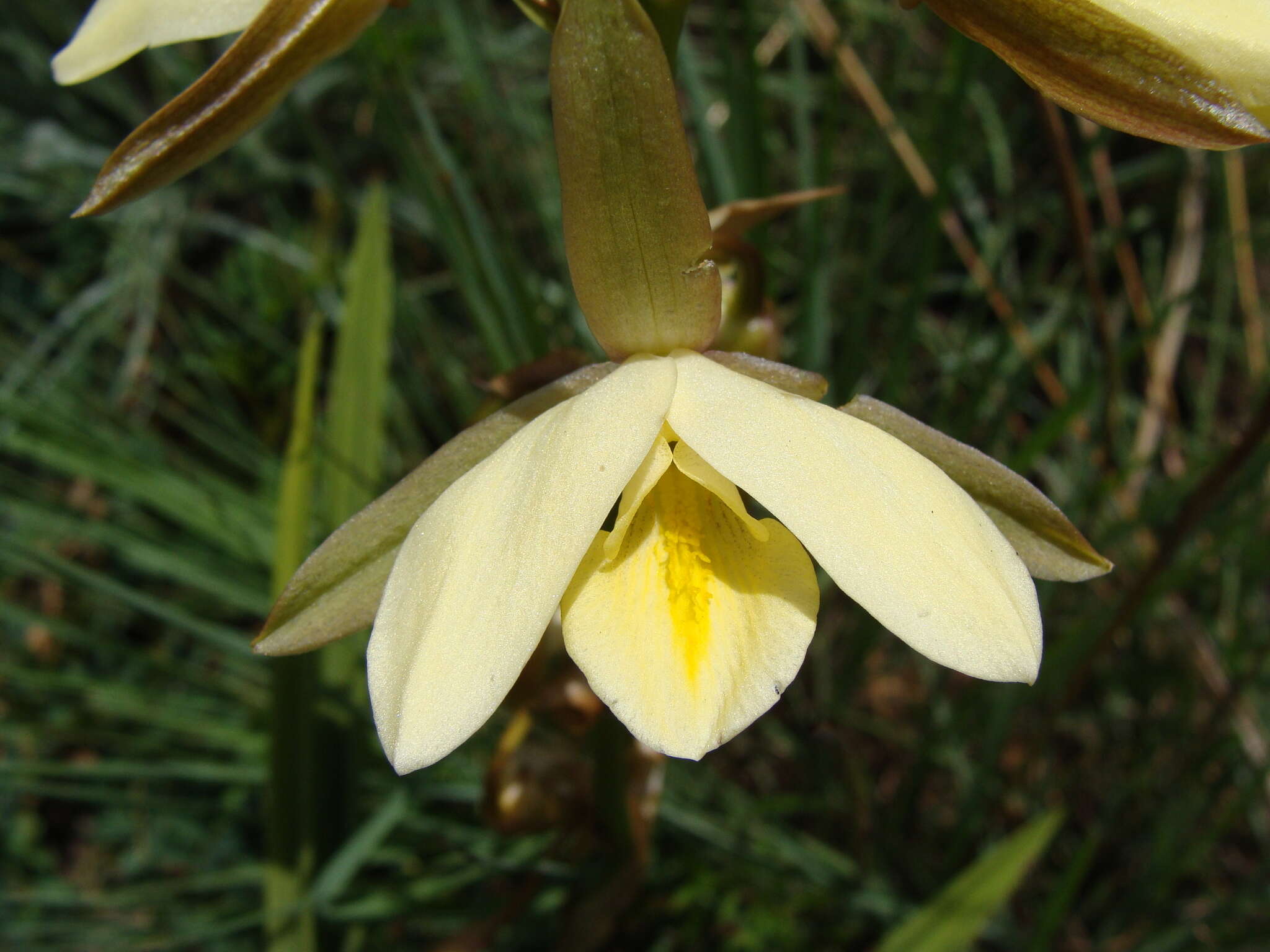 Sivun Eulophia ovalis var. bainesii (Rolfe) P. J. Cribb & la Croix kuva