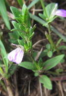 Image of Justicia petiolaris subsp. petiolaris