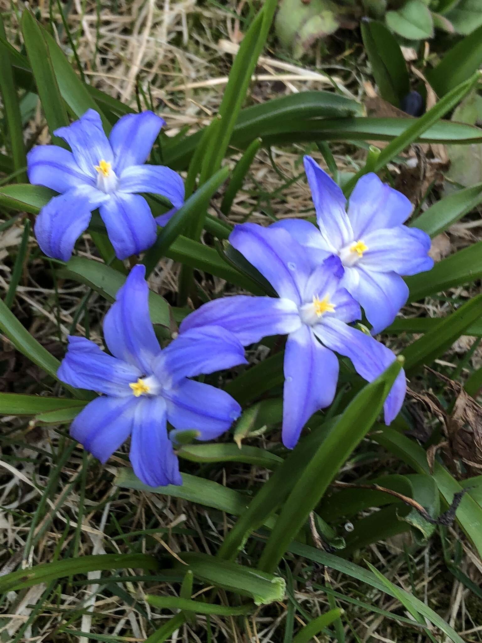 Image de Scilla luciliae (Boiss.) Speta