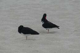 Image of Haematopus palliatus galapagensis Ridgway 1886