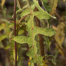 Solanum armourense A. R. Bean resmi