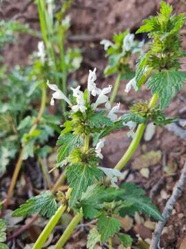 Image of Lamium bifidum Cirillo