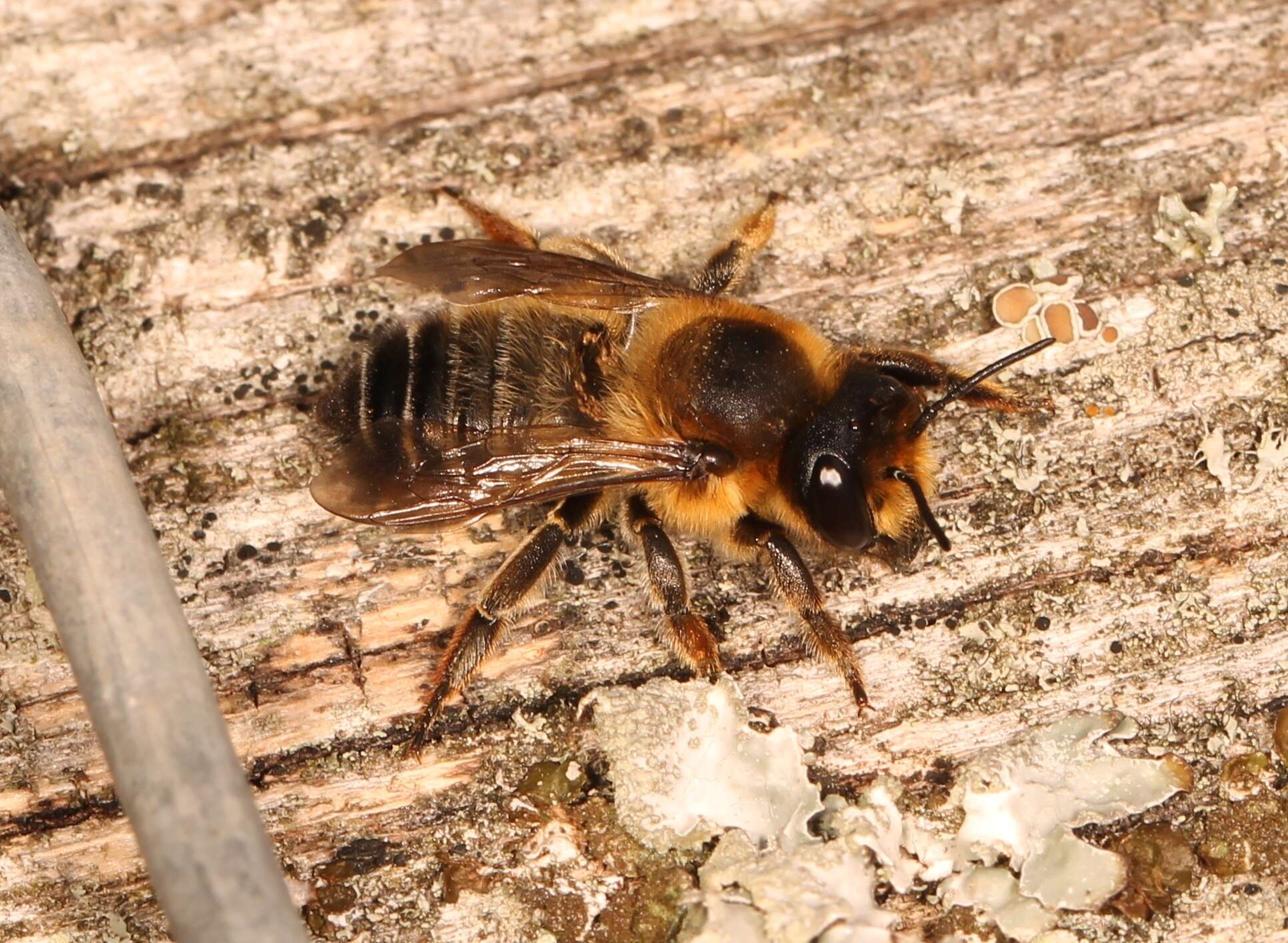 Image of Megachile willughbiella (Kirby 1802)