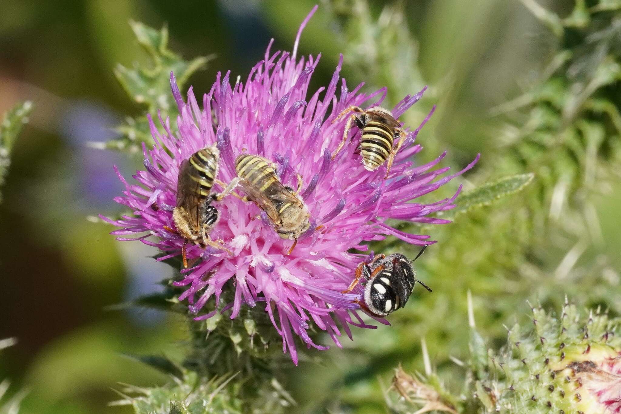 Image de Pseudoanthidium tenellum (Mocsáry 1881)