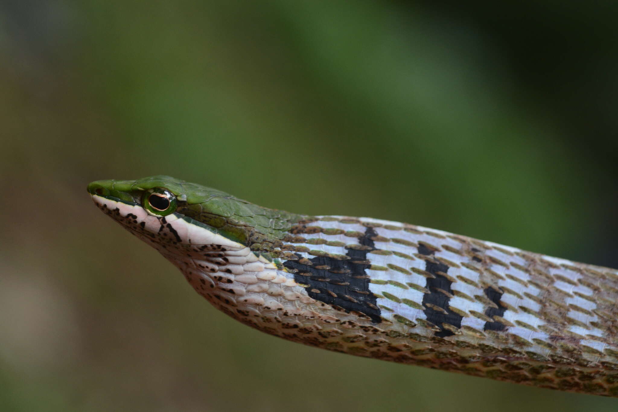 Image of Usambara vine snake