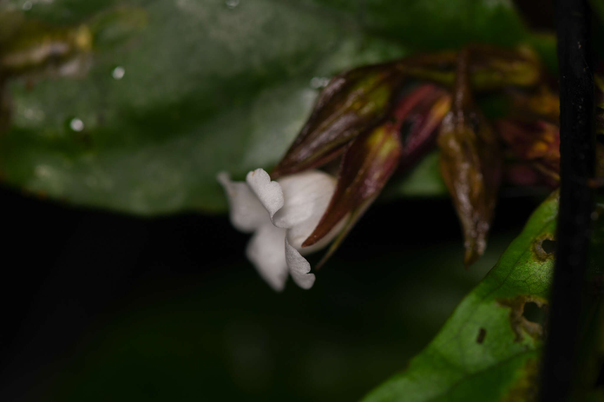 Imagem de Napeanthus bracteatus C. V. Morton