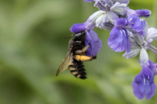 Plancia ëd Xylocopa tabaniformis parkinsoniae Cockerell 1917