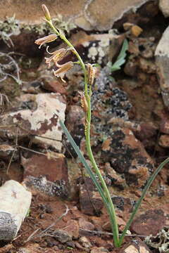 Plancia ëd Dipcadi serotinum var. fulvum (Cav.) Ball