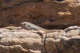 Image of Gidgee Skink