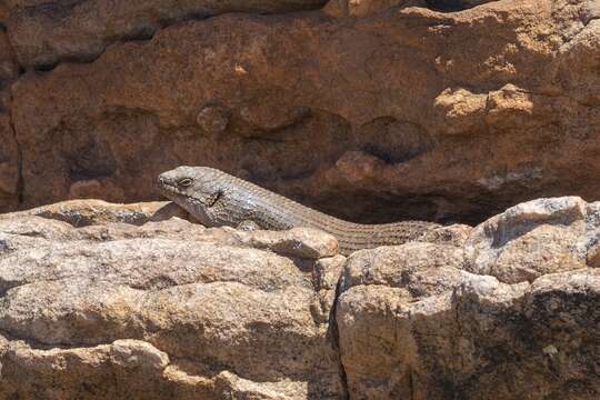 Image of Gidgee Skink