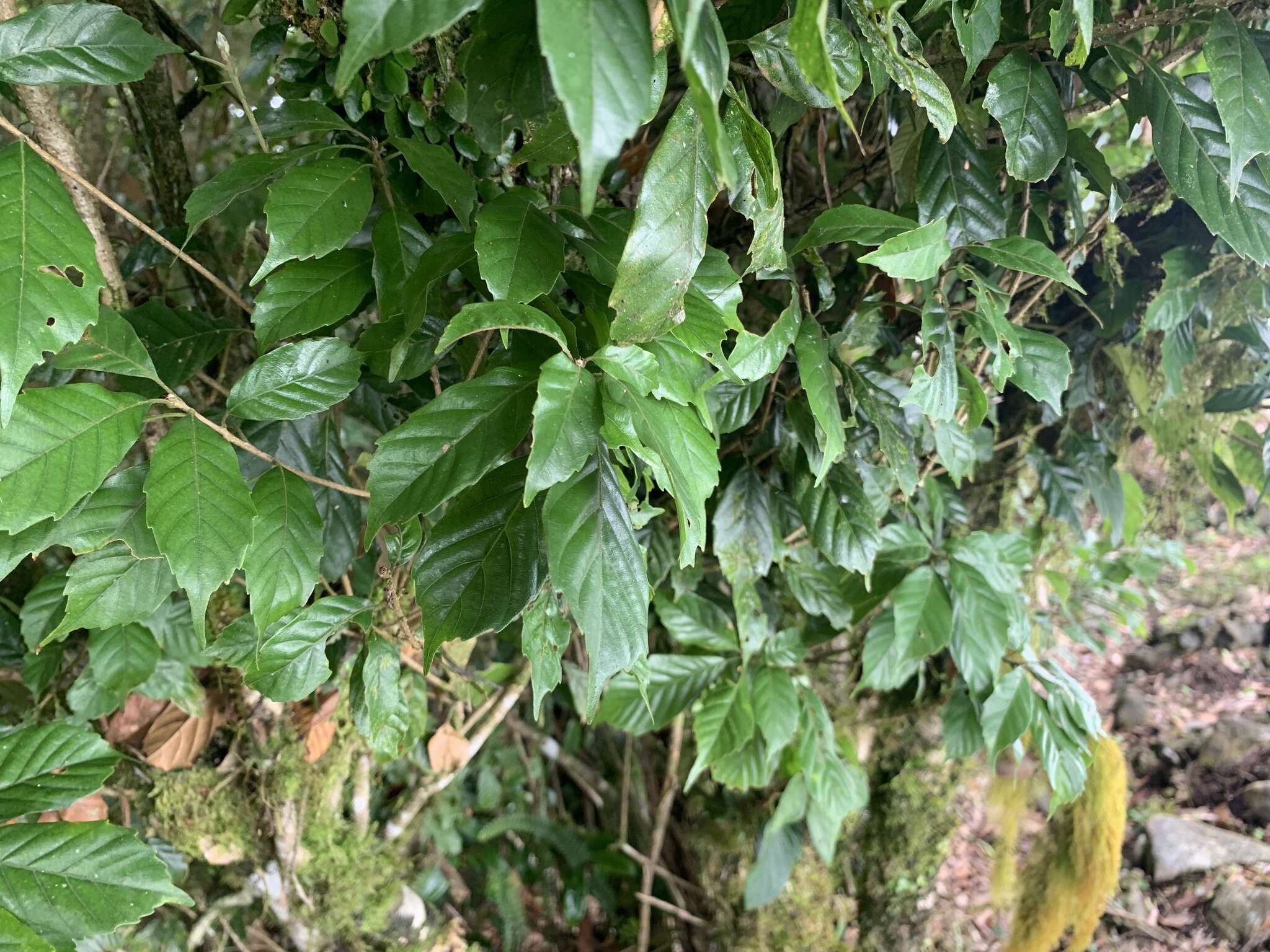 Image of Lithocarpus corneus (Lour.) Rehder