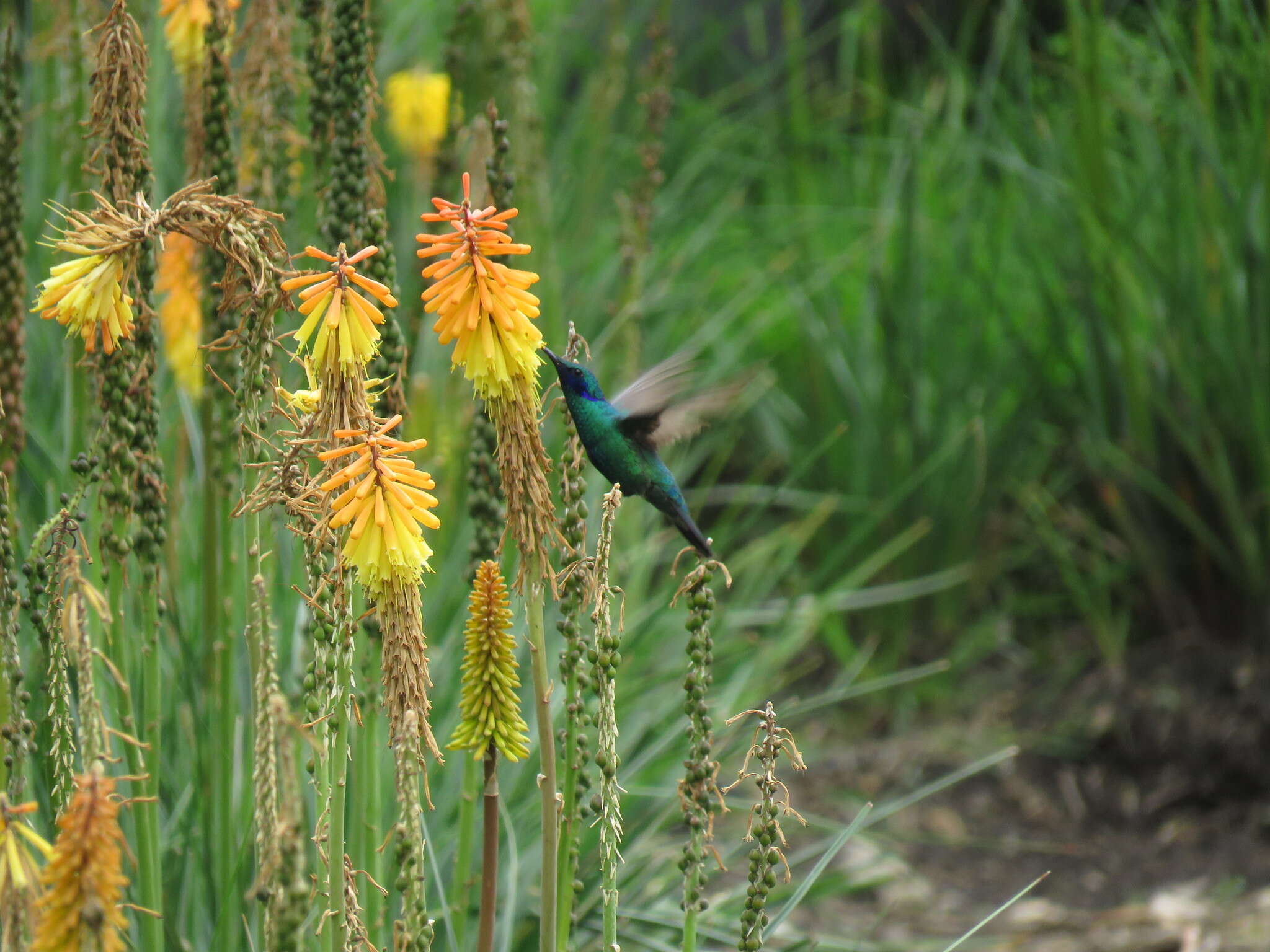 Colibri coruscans (Gould 1846) resmi