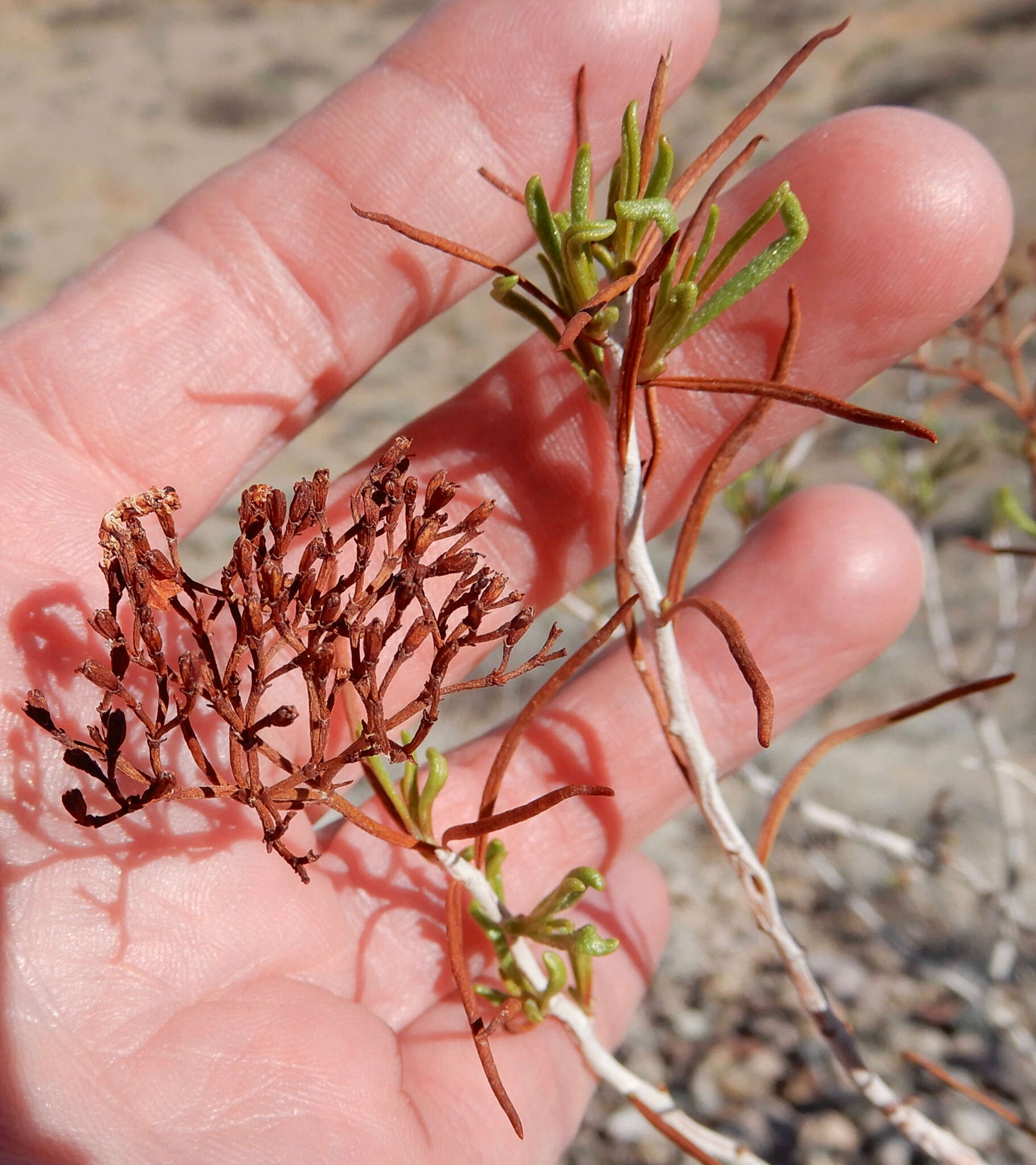 Imagem de Eriogonum leptophyllum (Torr. & Gray) Woot. & Standl.